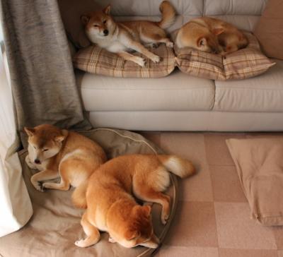 篮球世界的时间裂缝，当广东队斩落森林狼，利拉德已在2026年世界杯接管比赛